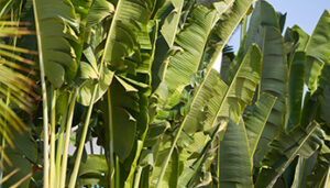 アバカ（マニラ麻）